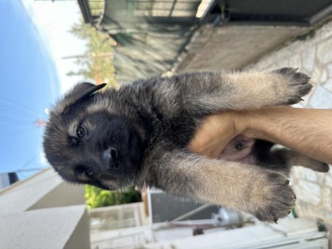 Orjinal saf alman kurdu yavruları teslime hazır