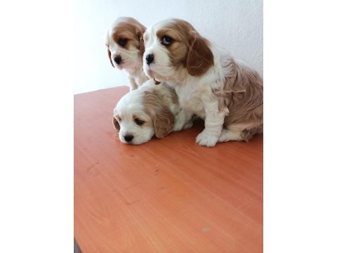 Safkan cavalier king charles yavruları