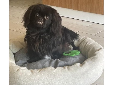 Siyah pekinez köpeğim