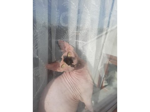 8 aylık erkek sfenks