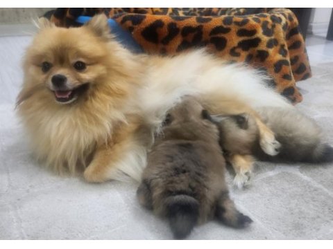 Miniş pomeranian yavrular