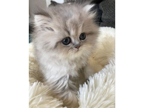 British longhair gri renk yeni sütten kesilme