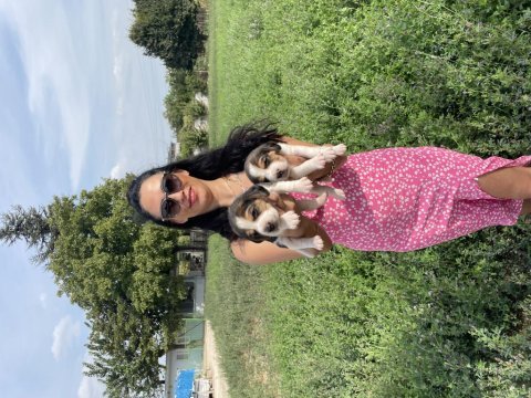 Beagle yavrularım sağlık ve garantilidir