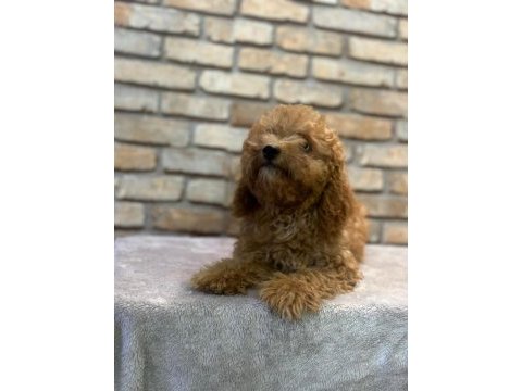 Toy poodle yavrumuz 5 aylık dişi