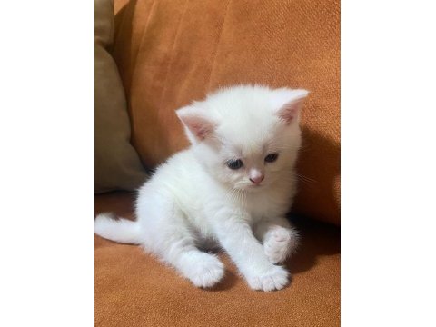 Tatlı yavru british shorthair