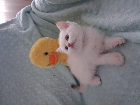 Mianın minik kedileri yeni yuvalarını bekliyor