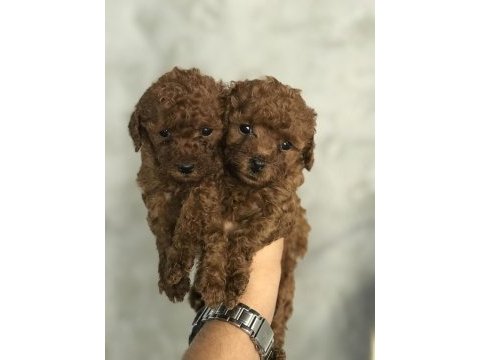 Minyatür toy poodle
