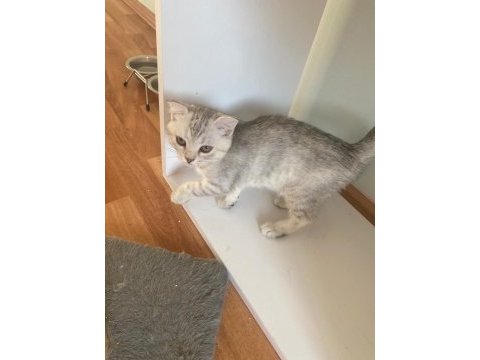 Scottish fold açık gri yavrumuz yeni yuvasını arıyor