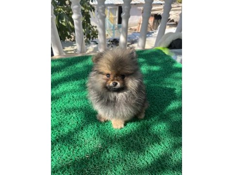 3 aylık pomeranian bebekler