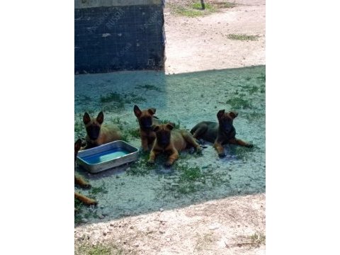 Safkan belçika kurdu bu kalite de bir daha yok