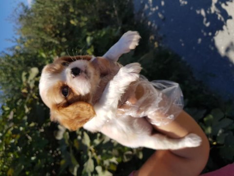 Tarım bakanlığı onaylı a kalite cavalier yavrular