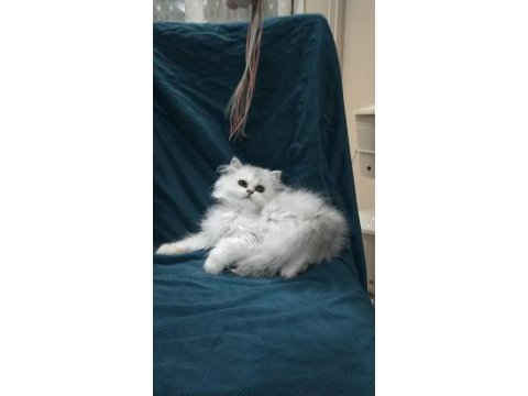 British longhair yeni ailem olmak ister misiniz
