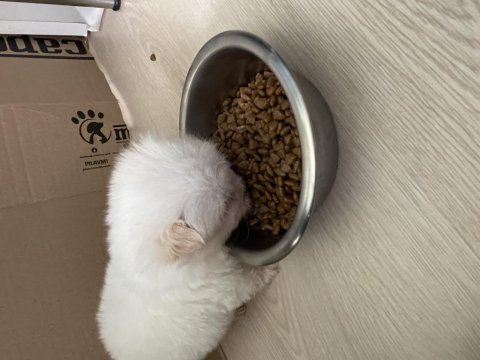Yavru bembeyaz morkie