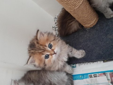 British longhair golden black yavru