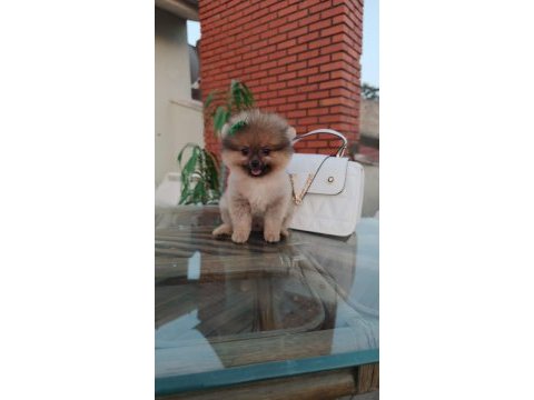 Tilki surat pomeranian boo yavrularım