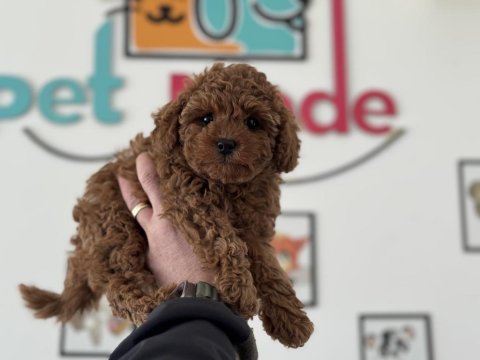 Petmode köpek çiftliğinde ziyarete açık toy poodle