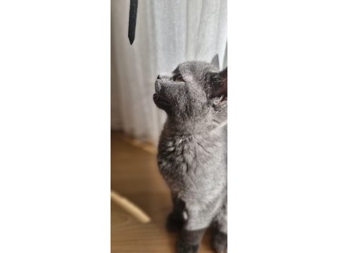 Yavru aşıları tam dişi biritish shorthair