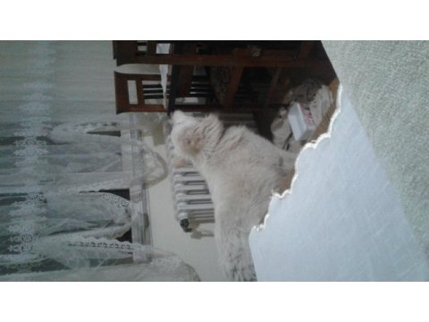 1 buçuk yaşında samoyed