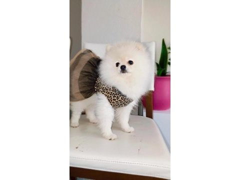 Karbeyaz dişi çok oyuncu ve sağlıklı pomeranian