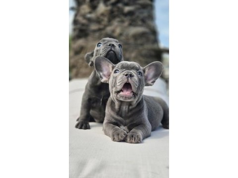 Blue french bulldog yavruları