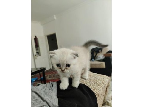 2 aylık scottish fold bluepoint yavruları