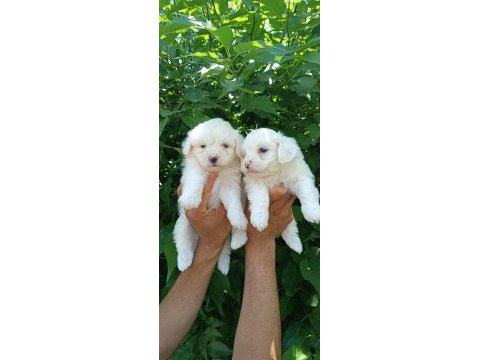 Kusursuz maltese terrier yavrular
