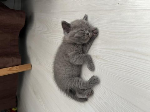 Safkan british shorthair yavru