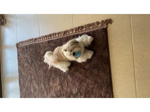 Shih tzu yavruları
