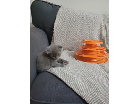 2 aylık dişi güzeller güzeli yavru scottish fold