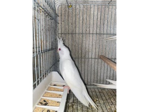 Lutino ve albino sultan papağanı yavrular