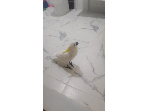 Sülfür kakadu papağanı