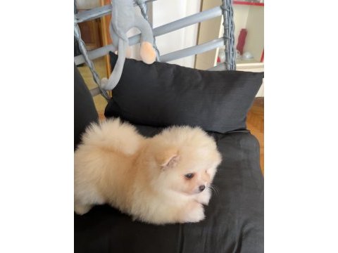 Pomeranian ayıcık