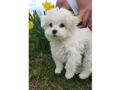 Oyuncak bebek maltese terrierler