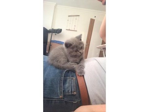 Minnak kedim sahiplendirilecektir