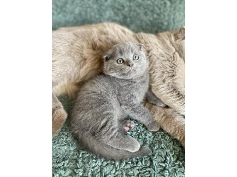 Scottish fold bebekler
