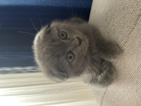 2 aylık kırık kulak dişi scottish fold