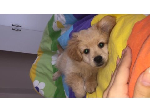 4 aylık golden kırması köpeğimiz