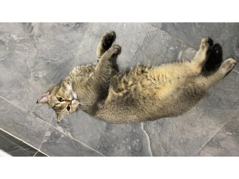 Yakışıklı golden british shorthair