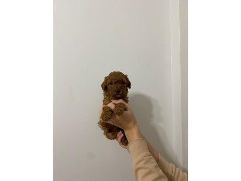 Şov kalite sağlık ırk garantili poodle yavrularımız