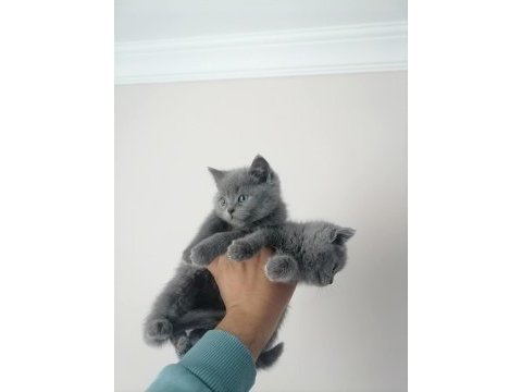 British shorthair bebekler