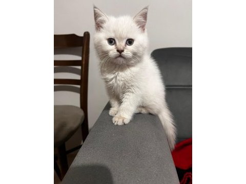 British shorthair yavrumuz