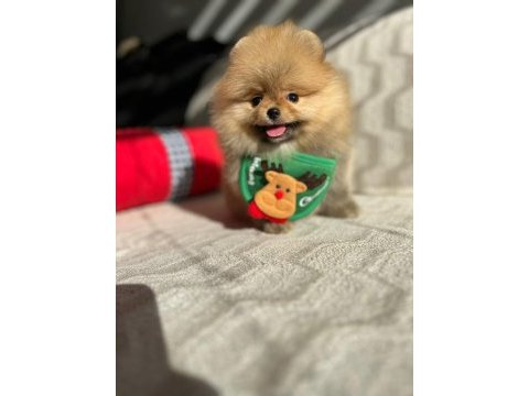 Orijinal pomeranian boo show kalite yavrular