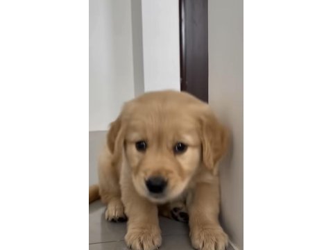 Golden yavrularımız yeni yuvalarını bekliyor