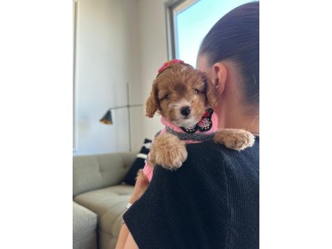 Türünün en güzeli maltipoo