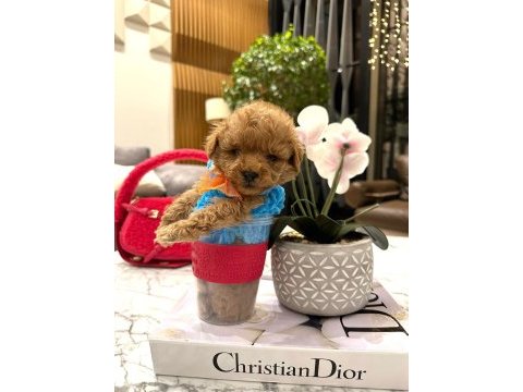 Yarışma düzeyi 0 boy maltipoo luna