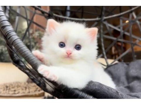 Şampiyon soyundan gelen safkan ragdoll yavruları