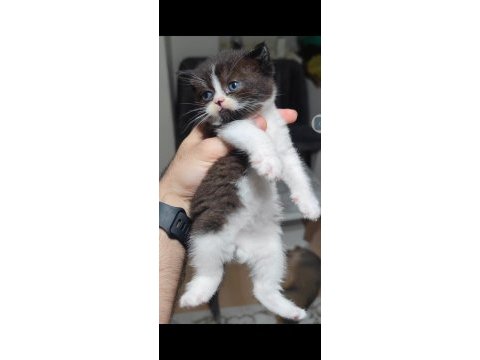 British shorthair kedisi