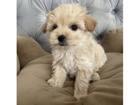 Maltipoo yavruları sonn kaldı çok uygun fiyat