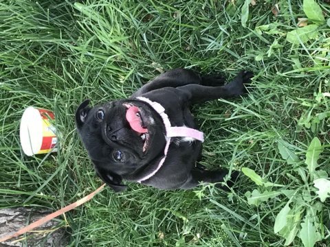 1 yaşında siyah dişi pug acil yuva aranıyor
