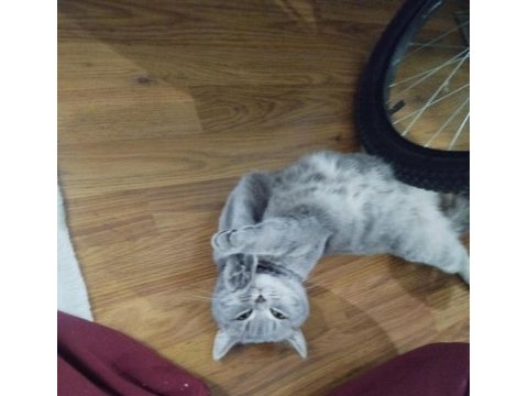 British shorthair kızımız maya için ömürlük yuva arıyoruz